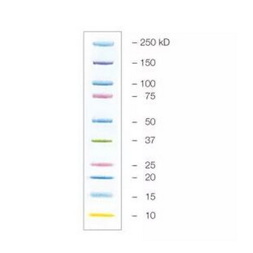 伯樂Precision Plus Protein Kaleidoscope 藍色預(yù)染蛋白marker 1610375/1610395