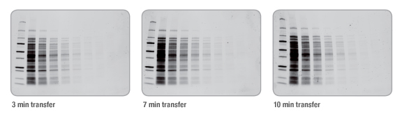 BIO-RAD Trans-Blot®Turbo美國(guó)伯樂(lè)全能型蛋白轉(zhuǎn)印系統(tǒng)1704150