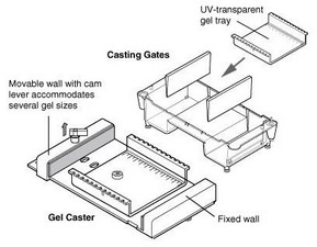 Bio-rad美國(guó)伯樂(lè)小型水平電泳槽Mini-Sub Cell GT Cell1704406