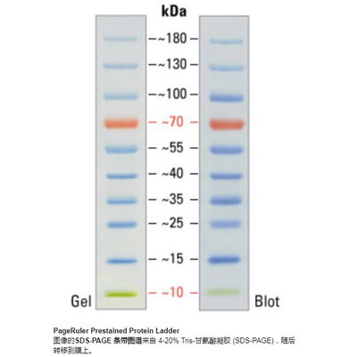 Thermo 預染蛋白marker26616_26617