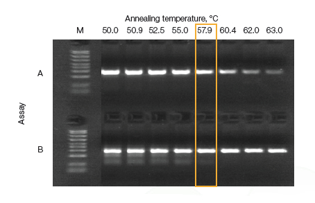 Bio-rad伯T100 PCR儀，1861096梯度pcr